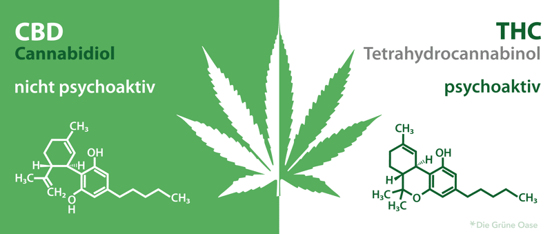 CBD und THC im Vergleich